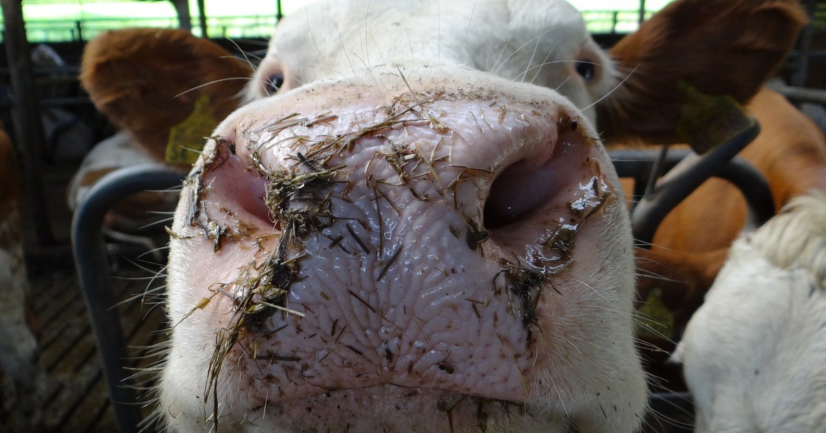 Blauzungenkrankheit bei Rind in Rheinland-Pfalz – auch in der Südpfalz ...