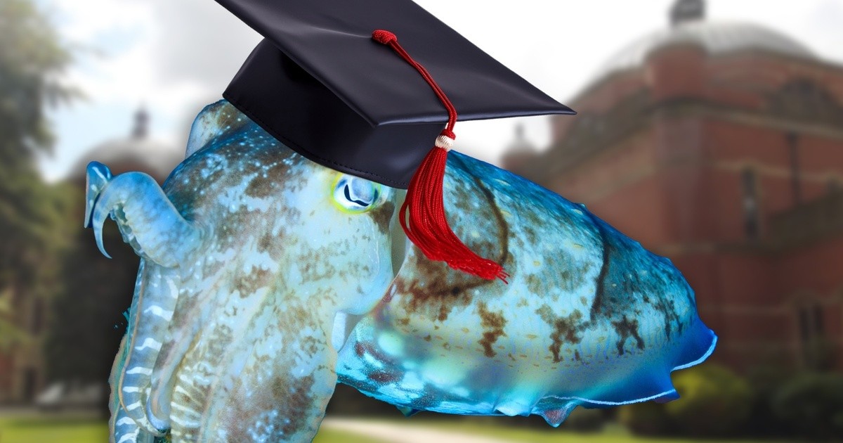 Wie Viele Tentakeln Hat Ein Tintenfisch